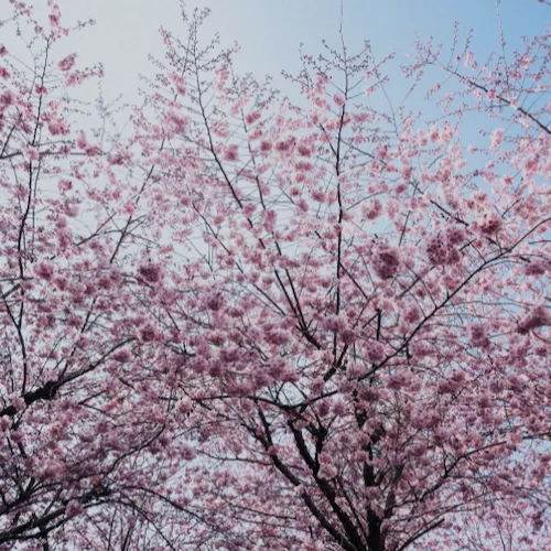Amsterdam's cherry blossom park in full bloom