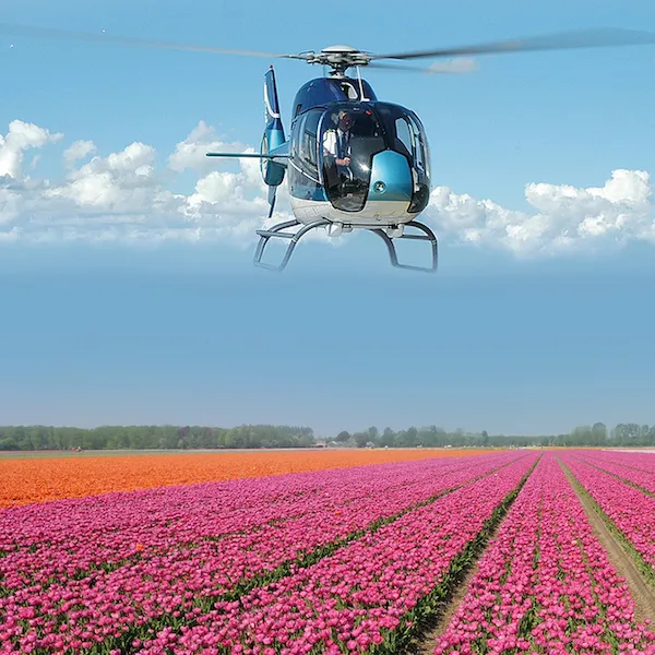 A flying helicopter above the tulip fields of the Keukenhof