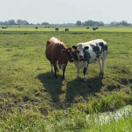 Leeuwarden country side